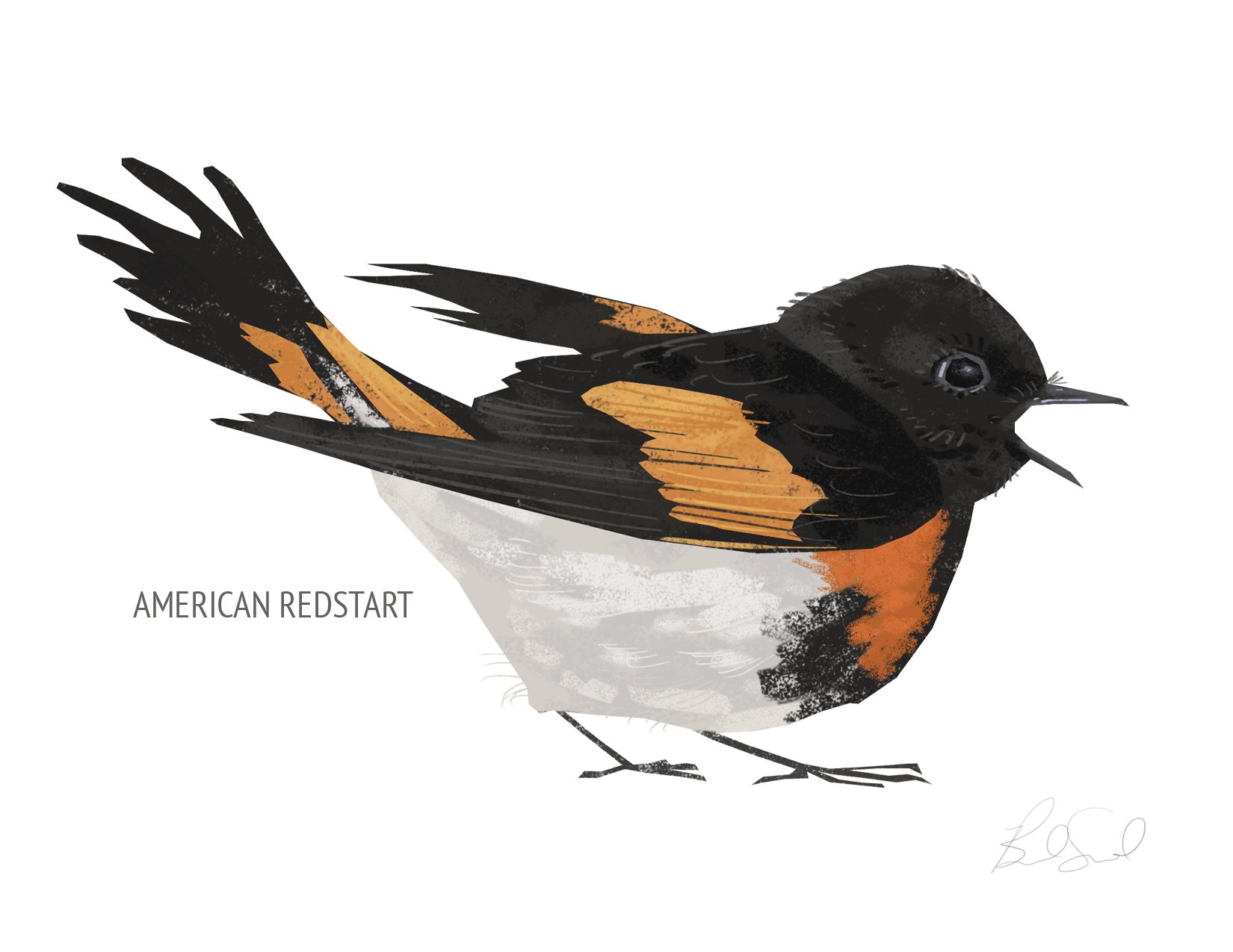 Blank Note Card Set, Backyard Birds Collection 5 — Brad Sneed